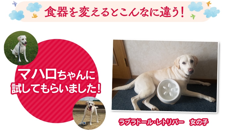 食器を変えるとこんなに違う!