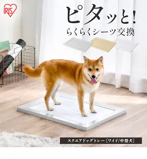 ΂Ńs^bƃXNGAhbOg[ Ch zCg