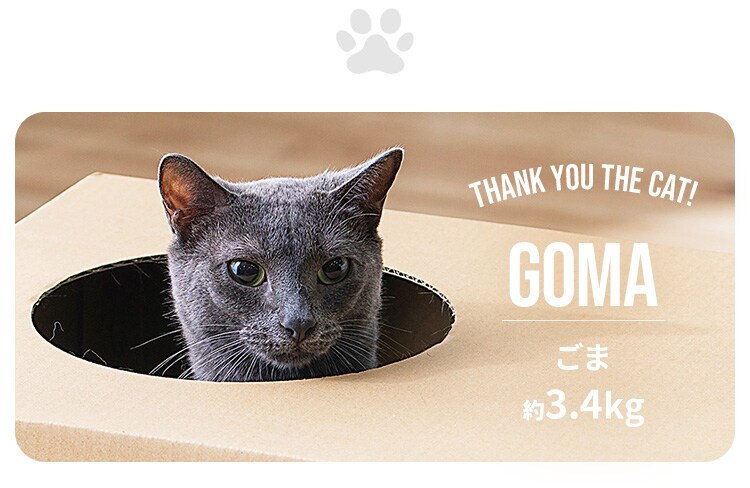 上から猫トイレ 段ボール4