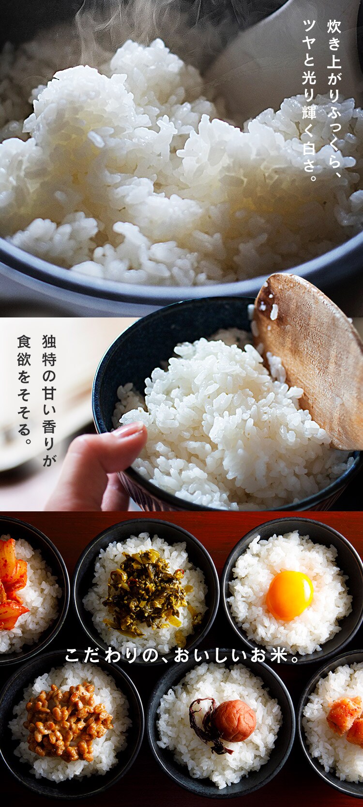 アイリスの低温製法米 新潟県産こしひかり 10kg（5kg×2） 1915796 │アイリスプラザ│アイリスオーヤマ公式通販サイト