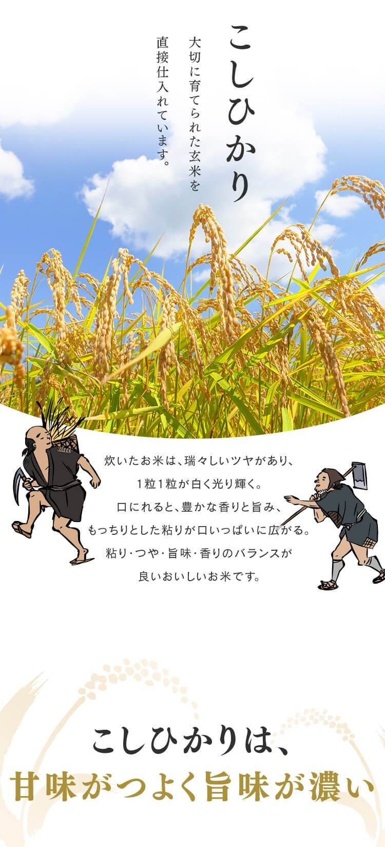 令和6年産【2袋セット】低温製法米　無洗米　新潟県産こしひかり　5kg2