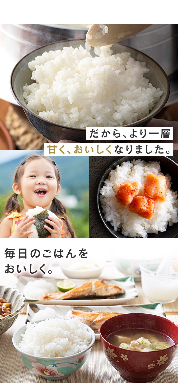 令和6年産【2袋セット】低温製法米　無洗米　新潟県産こしひかり　5kg6