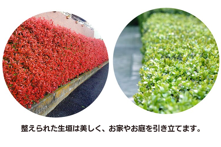 整えられた生垣は美しく、お家やお庭を引き立てます。