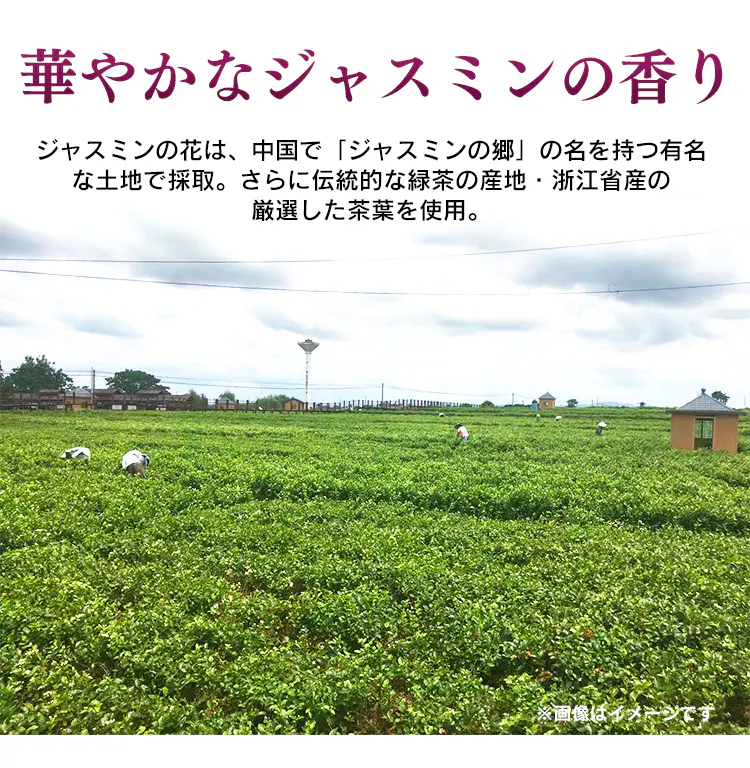 【5個】杜仲茶 ティーバッグ 100包3