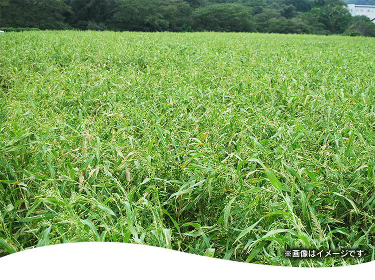 【メール便】はと麦茶ティー包 100包【代引き不可】1