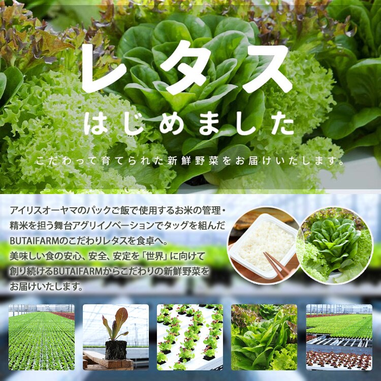 【6個】 つみたてサラダ（レタス） 【時間指定不可】0