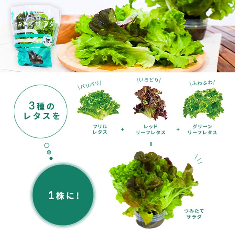【6個】 つみたてサラダ（レタス） 【時間指定不可】1