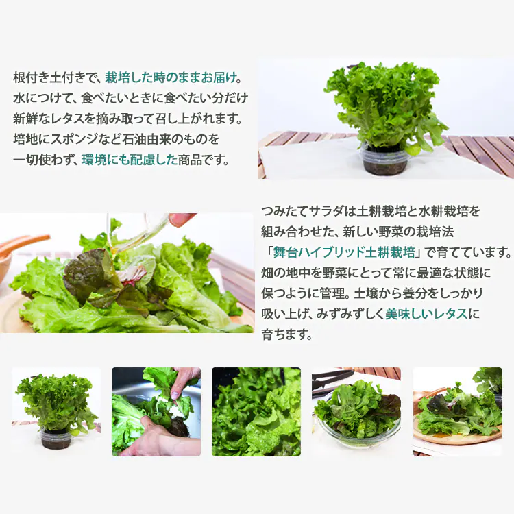 【6個】 つみたてサラダ（レタス） 【時間指定不可】2