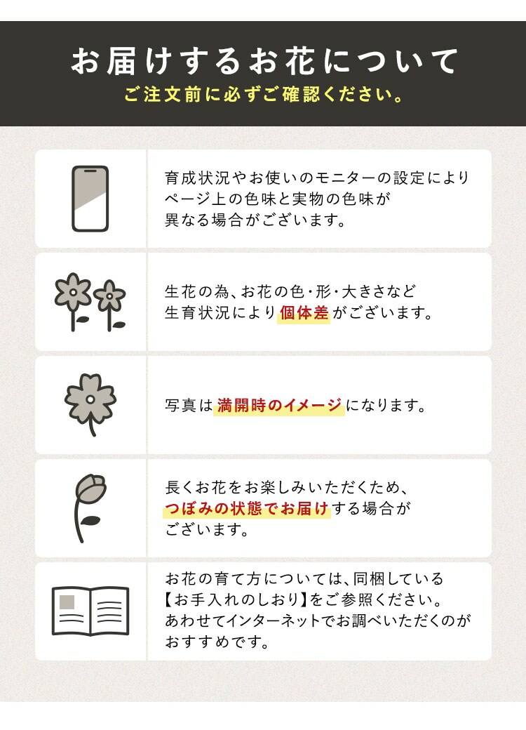 【2026年 母の日】カーネーション鉢植え「感謝の気持ち」6