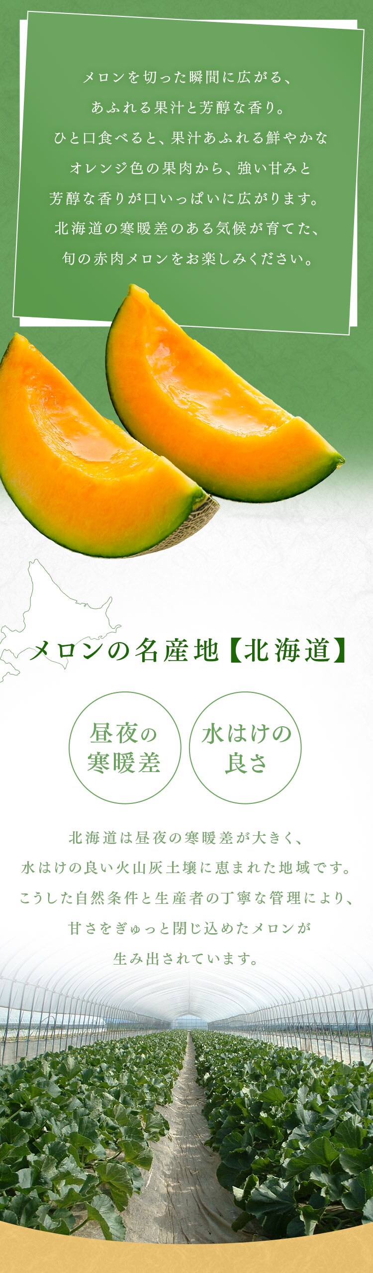 北海道産赤肉メロン1玉(1玉約1.6kg以上)2