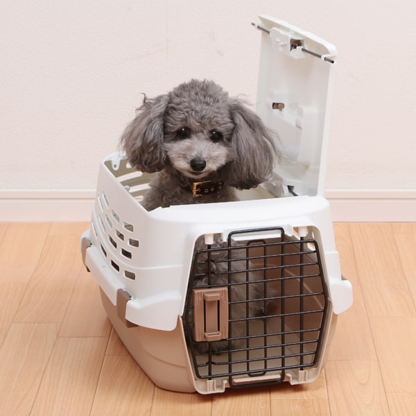 �y�b�g�L�����[