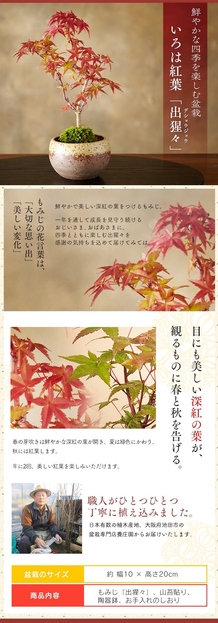 18年敬老の日 もみじ 出猩々 でしょうじょう つる梅もどき 松ぼっくり盆栽 時間指定不可 代引不可 同梱不可 プラザセレクト f アイリスプラザ アイリスオーヤマ公式通販サイト 18年敬老の日 もみじ 出猩々 でしょうじょう つる梅もどき 松ぼっくり盆栽 時間指定不可 代引不可 同梱不可 プラザセレクト f アイリスプラザ アイリスオーヤマ公式通販サイト