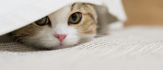 猫が夏を快適に過ごすための暑さ対策ガイド