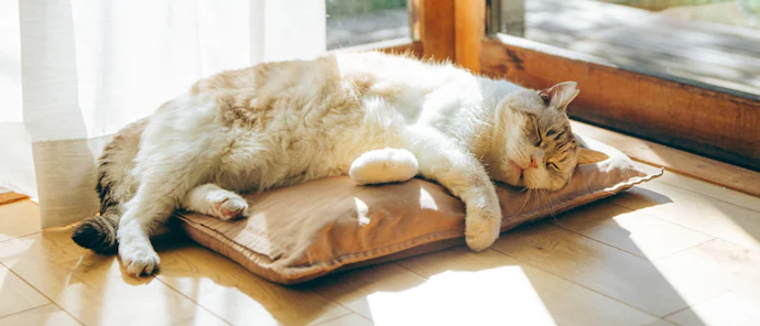 窓際で寝る猫