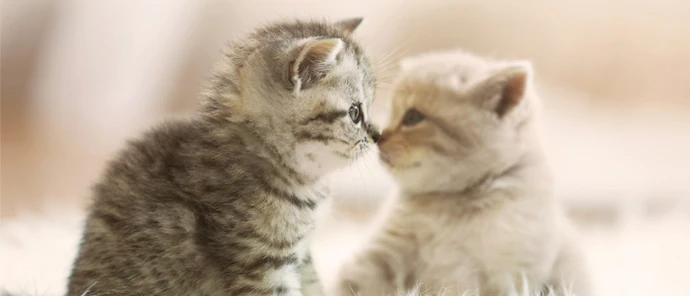 子猫