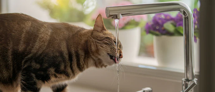 猫 水飲み
