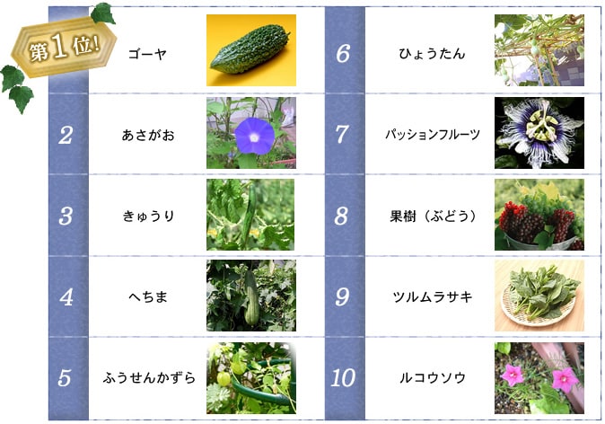 節電 グリーンカーテン 緑のカーテンがある夏 アイリスプラザ メディア