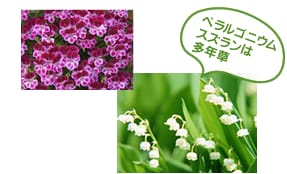 ペラルゴニウムスズランは多年草