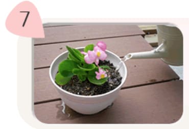 花苗の選び方 植え替え方 アイリスプラザ メディア