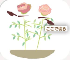 花が咲き終わったら