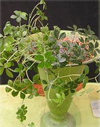 花材