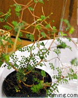 花材