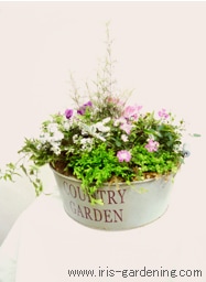 �t�҂��v�����c