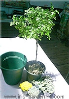 花材