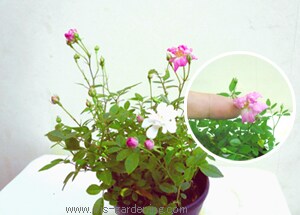 花材