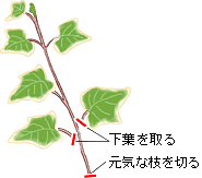 アイビー 7月の観葉植物 アイリスプラザ メディア