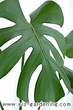 鉢の底から根が伸びてきたら植え替え時期です。