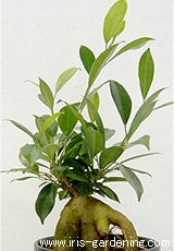 鉢の底から根が伸びてきたら植え替え時期です。