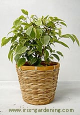 鉢の底から根が伸びてきたら植え替え時期です。ひと周り大きい鉢に植え替えましょう。5月〜6月頃が植え替えに適しています。