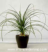 鉢の底から根が伸びてきたら植え替え時期です。ひと周り大きい鉢に植え替えましょう。