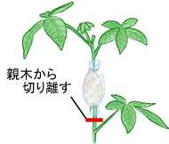 3TԂ炢oAe؂؂藣܂B