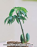 �W���b�N�g�}���m�L