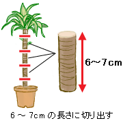 幸福の木 ドラセナ マッサンゲアナ 10月の観葉植物 アイリスプラザ メディア