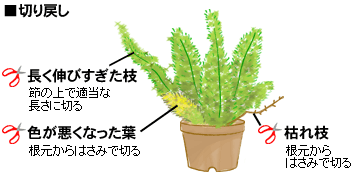 アスパラガス 1月の観葉植物 アイリスプラザ メディア