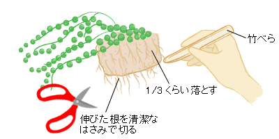 グリーンネックレス 3月の観葉植物 アイリスプラザ メディア グリーンネックレス 3月の観葉植物 アイリスプラザ メディア