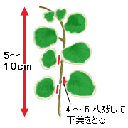 フィカス プミラ 4月の観葉植物 アイリスプラザ メディア