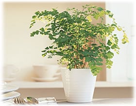 アジアンタム 6月の観葉植物 アイリスプラザ メディア