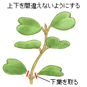 ホヤ カーリー 12月の観葉植物 アイリスプラザ メディア