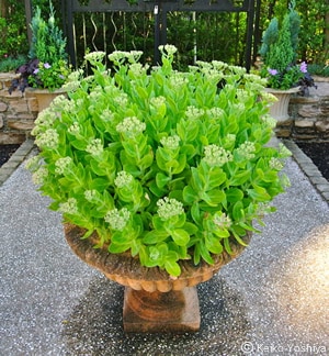 寄せ植えの仕事
