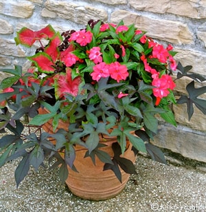 寄せ植えの仕事