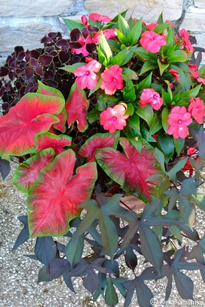 寄せ植えの仕事