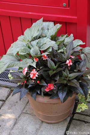 寄せ植えの仕事