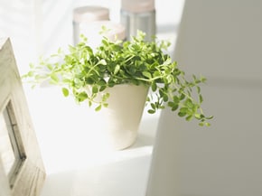 お部屋にグリーンや花があるとホッとするような居心地の良い空間に変わります。