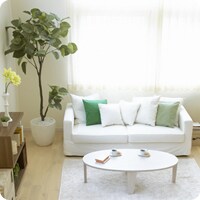 ソファや本棚などの大きな家具の脇には、鉢植えが良く似合います。