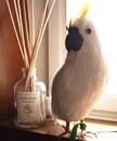おまけ