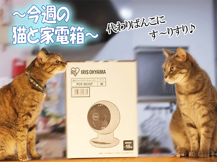 今週の猫と家電箱